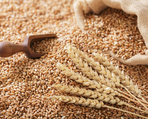 Wheat