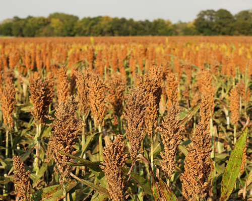 Jowar and Maize